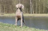WEIMARANER (poil ras - short hair)